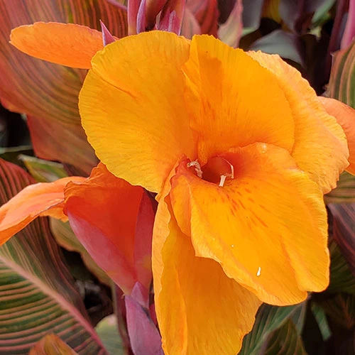 Canna 'Tropicanna' 9cm - Image 6