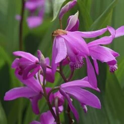 Bletilla Striata 'Blue Dragon'