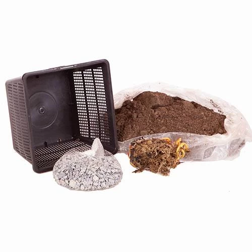 Water Lily Planting Kit - White - Image 5