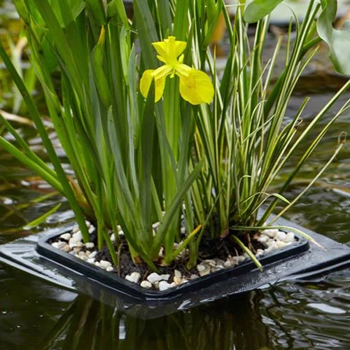 Floating Pond Plant Raft - Image 2