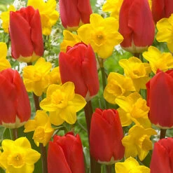 'Early Red' Tulip and Narcissus Daffodil 'T?te-?-T?te' Mix