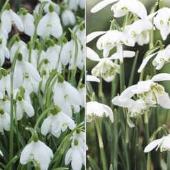 Single & Double Snowdrops 'In The Green' Twinpack
