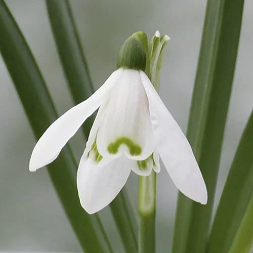 Single & Double Snowdrops 'In The Green' Twinpack - Image 2