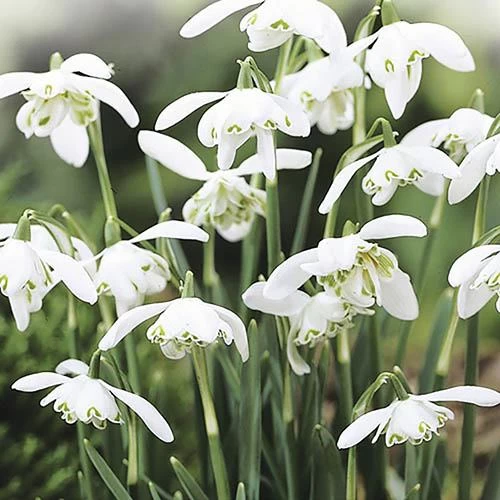 Single & Double Snowdrops 'In The Green' Twinpack - Image 3