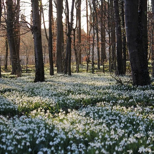Single & Double Snowdrops 'In The Green' Twinpack - Image 8