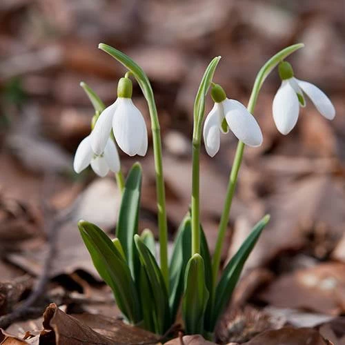 Single & Double Snowdrops 'In The Green' Twinpack - Image 9