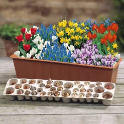 Blooming Fast Drop In Bulb Planter Balcony Beauty Pack