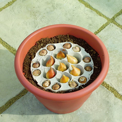 Blooming Fast Drop In Bulb Planter Tulip And Crocus Kit - Image 2