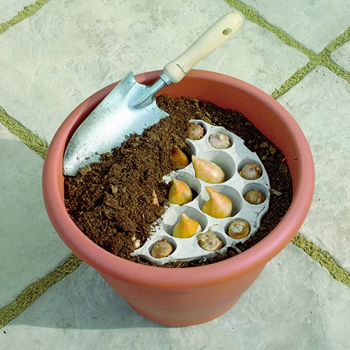 Blooming Fast Drop In Bulb Planter Tulip And Crocus Kit - Image 3