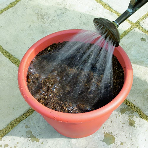 Blooming Fast Drop In Bulb Planter Tulip And Crocus Kit - Image 4