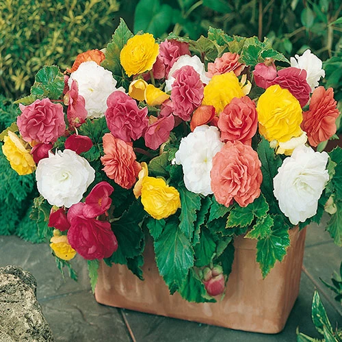 Belgian Giant Begonias - 10 Upright And 10 Trailers - Image 2