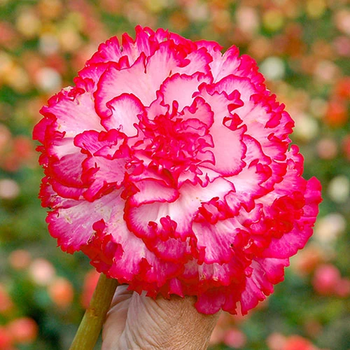 Belgian Giant Begonias - 10 Upright And 10 Trailers - Image 3