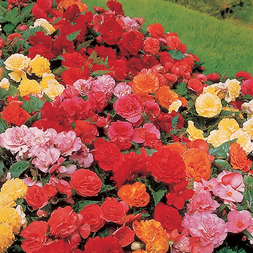 Belgian Giant Begonias - 10 Upright And 10 Trailers - Image 4