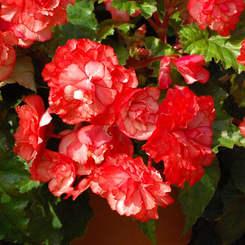 Belgian Giant Begonias - 10 Upright And 10 Trailers - Image 6