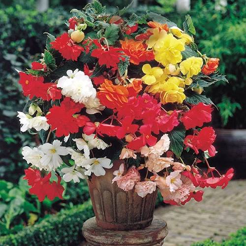 Belgian Giant Begonias - 10 Upright And 10 Trailers - Image 7