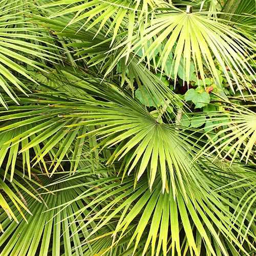 Hardy Fan Palm Chamaerops Humilis - Image 4