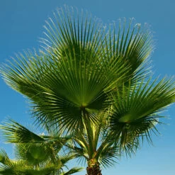 Cotton Palm Washingtonia Robusta