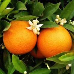 Pair Of Large Orange Trees