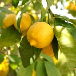 Pair Of Large Lemon Trees