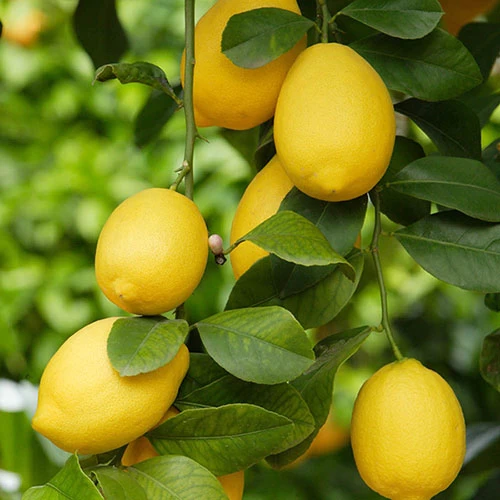 Pair Of Large Lemon Trees - Image 2