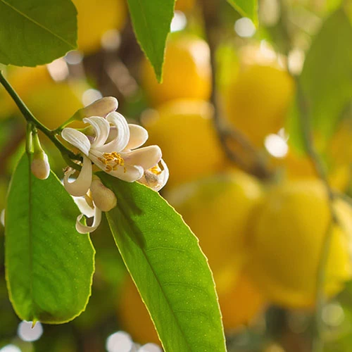 Pair Of Large Lemon Trees - Image 4