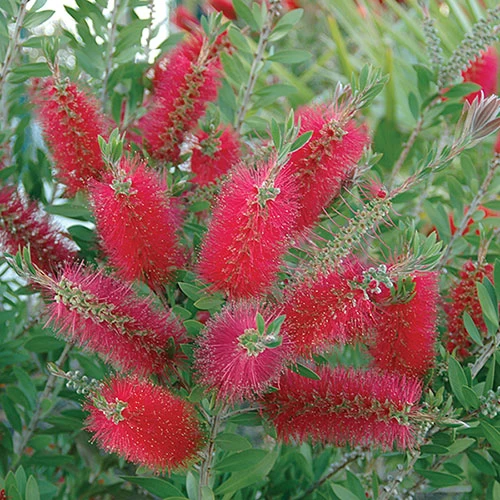 Callistemon 'Bottlebrush' - Image 2