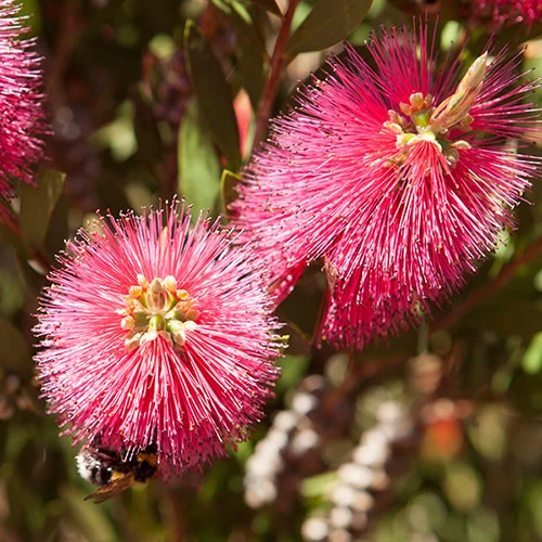Callistemon 'Bottlebrush' - Image 3