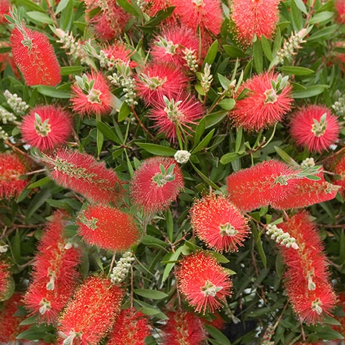 Callistemon 'Bottlebrush' - Image 4