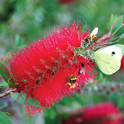 Callistemon 'Bottlebrush' - Image 6