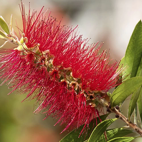 Callistemon 'Bottlebrush' - Image 7