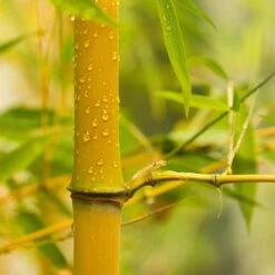 Phyllostachys Aureosulcata 'Spectabilis' (Yellow Bamboo)