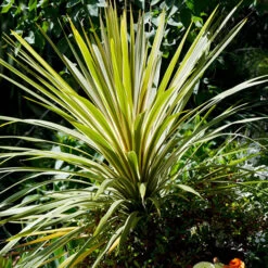 Cordyline Australis 'Torbay Dazzler'