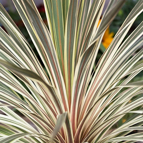 Cordyline Australis 'Torbay Dazzler' - Image 2