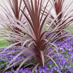 Cordyline Australis 'Red Star'