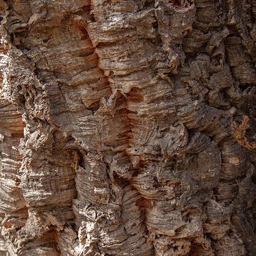 Quercus Suber (Cork Oak) 80-90cm 3L - Image 2