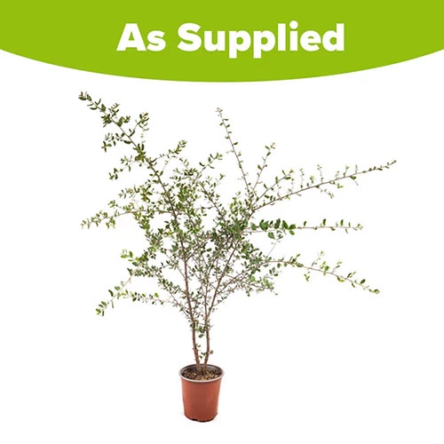 Quercus Suber (Cork Oak) 80-90cm 3L - Image 3