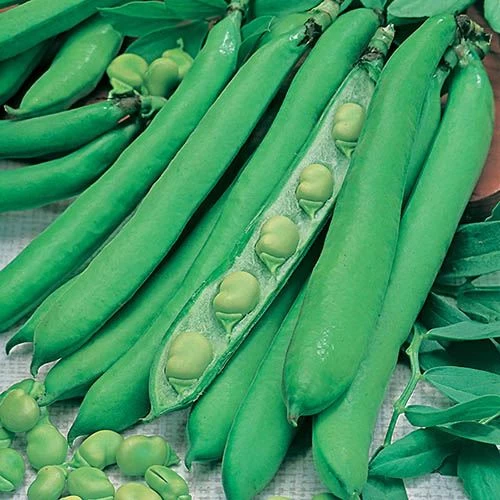 Bean Seed Collection - Image 2