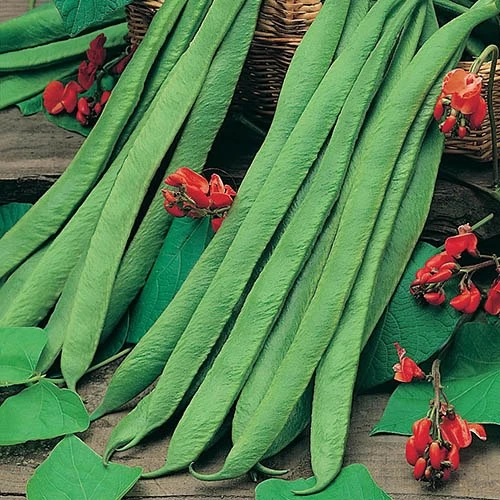 Bean Seed Collection - Image 3