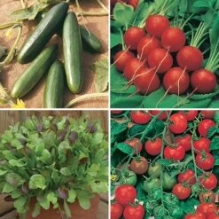 Salad Seed Collection