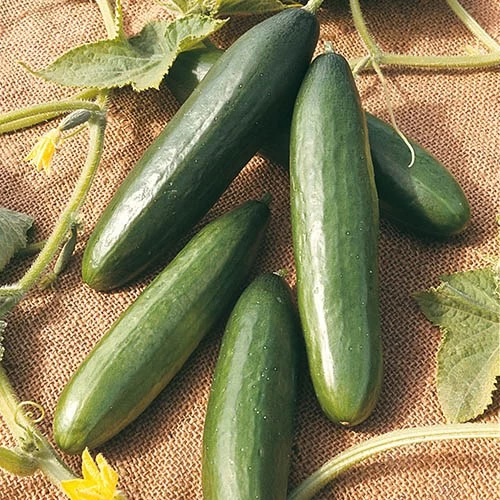 Salad Seed Collection - Image 2