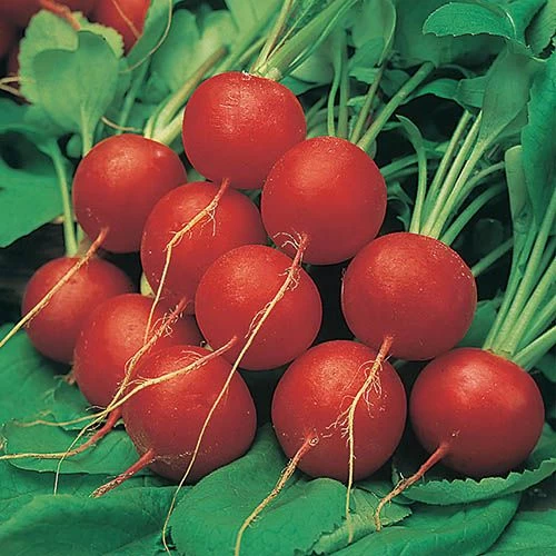 Salad Seed Collection - Image 3