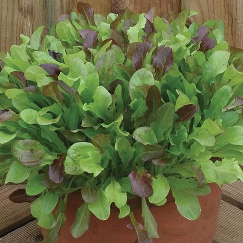 Salad Seed Collection - Image 4