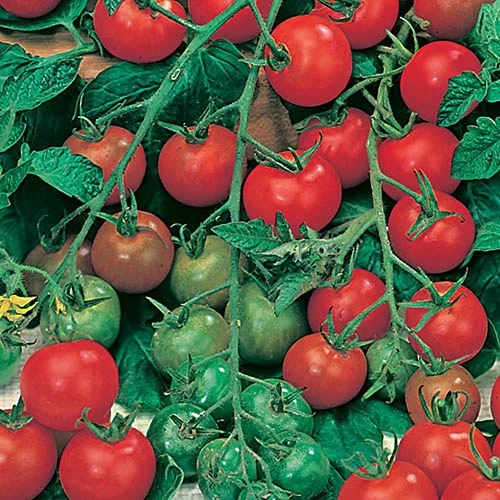 Salad Seed Collection - Image 5